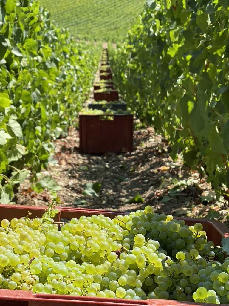 Quest ce quun récoltant manipulant en champagne Champagne Viot et Fils